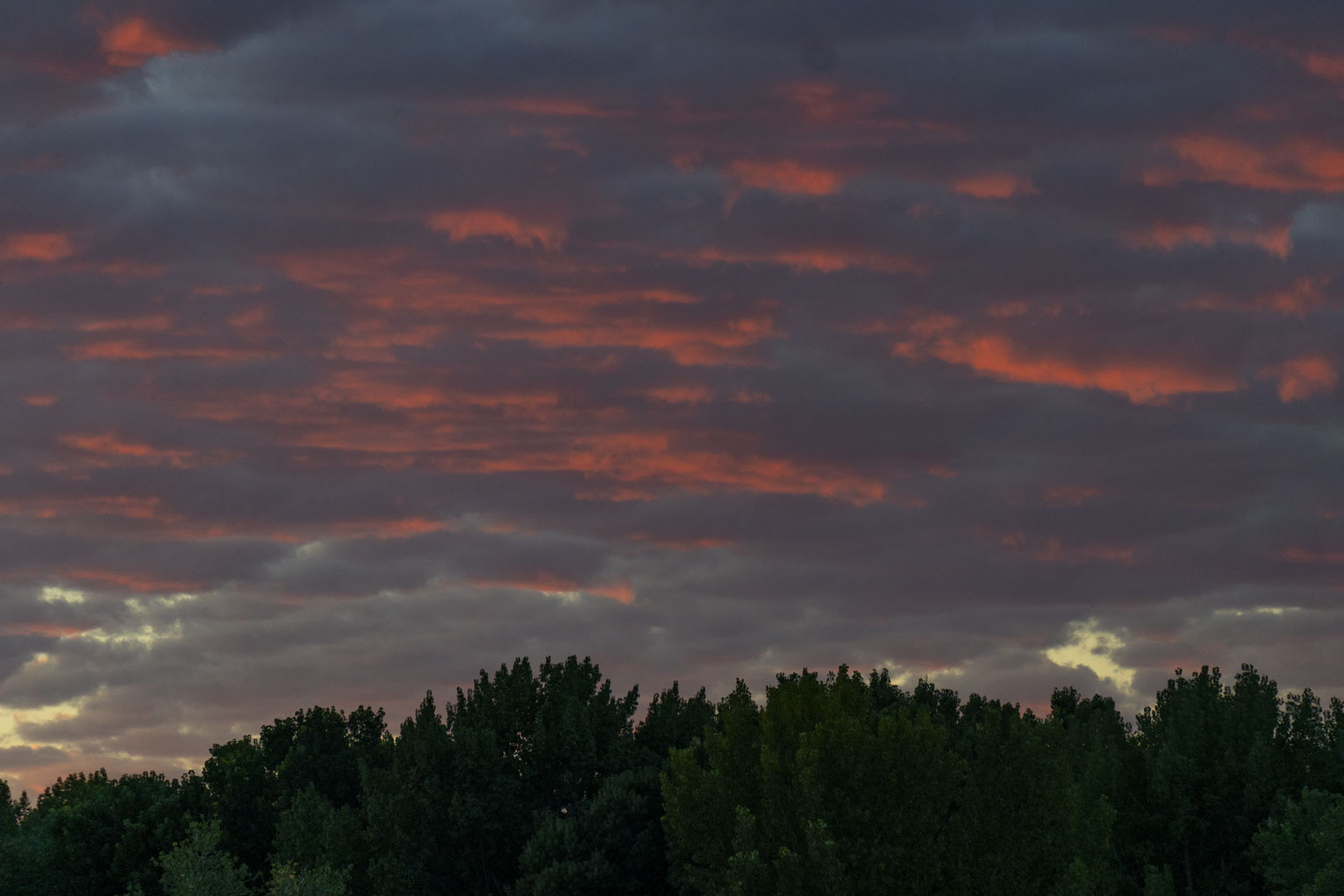 Above trees the pinky orange lit clouds